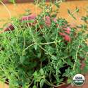 Organic Thyme Seed