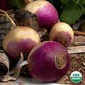 Organic Turnip Purple Top Seed