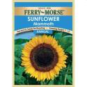 Mammoth Sunflower
