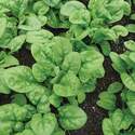 Ferry Morse Bloomsdale Long Standing Spinach Seeds