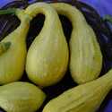 Squash Early Yellow Crookneck