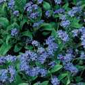 Forget Me Not Annual Cynoglossum
