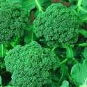 Broccoli De Cicco