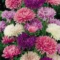 Aster Annual Powder Puff Mixed Colors