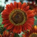 Velvet Queen Annual Sunflower