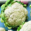 Snowball X Cauliflower