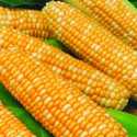 Silver N Gold Hybrid Sweet Corn