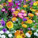 Wildflower Meadow Mix For Tubs