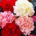 Carnation Chabaud Giant Mixed Colors Seed