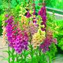 Foxglove Excelsior Hybrid Mixed Colors