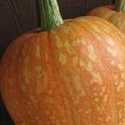 Pumpkin Amish Pie