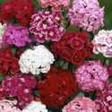 Sweet William Perennial Tall Double Mixed Color