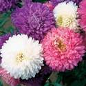 Aster Crego Mixed Colors Seed