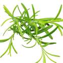 Rosemary Sow Easy Seed