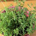 Thyme Sow Easy Seed