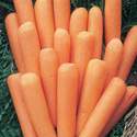 Carrot Mezza Lunga Nantese Seed