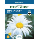 Shasta Daisy Alaska