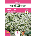 Alyssum Carpet of Snow
