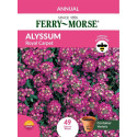 Alyssum Royal Carpet