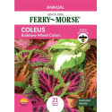 Coleus Rainbow Mixed Color