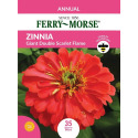 Zinnia Giant Double Scarlet Flame