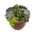 10-Inch Whitney Succulent Planter 