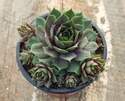 4-1/2-Inch Hens And Chicks Succulent Plant, Assortment 