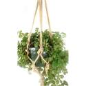 36-Inch Natural Jute Knotted Rope Hanger