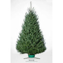 7-8-Foot Sheared Balsam Fir