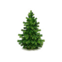 6-7-Foot White Pine
