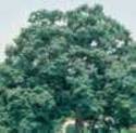 5-Gallon Chinkapin Oak Chinkapin EnergySaver Shade Tree