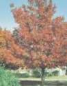 5-Gallon Shumardi Red Oak EnergySaver Shade Tree