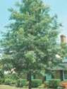 5-Gallon Texas Red Oak EnergySaver Shade Tree
