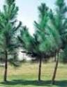 5-Gallon Slash Pine EnergySaver Shade Tree