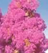 5-Gallon Basham’s Party Pink ColorFresh Crape Myrtle Tree