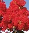 5-Gallon Tightwad Red Whitcomb Dwarf Colorfresh Crape Myrtle Tree