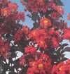 5-Gallon Ebony Fire Colorfresh Crape Myrtle Tree