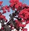 5-Gallon Ebony Flame Colorfresh Crape Myrtle Tree