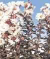 5-Gallon Ebony And Ivory Colorfresh Crape Myrtle Tree