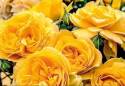 3-Gallon Yellow Julia Child Patent Rose