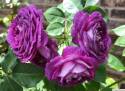 3-Gallon Lavender Crush Patent Rose Bush