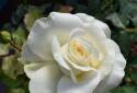 3-Gallon Shirley's Bouquet Patent Rose Bush