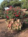 24-Inch Miracle On The Hudson Patent Rose Patio Tree