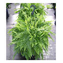 10-Inch Boston Fern