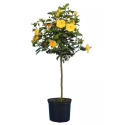 Assorted Hibiscus Bush 10-Inch