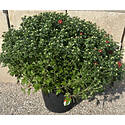 Garden Mum &mdash; 12 in.