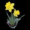 6-Inch Daffodil 