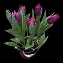 6-Inch Tulip