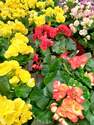 6-Inch Rieger Begonia