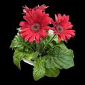 4.5-Inch Gerbera Daisy 